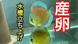 【アクアリウム】ディスカス産卵水槽立ち上げ