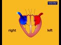 animation 8.1 how is blood circulated around our body