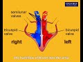 animation 8.1 how is blood circulated around our body