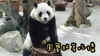 圓寶找到點心開心吃，圓寶說：偶最愛吃點心|熊貓貓熊The Giant Panda Yuan Yuan and Yuan Bao|台北市立動物園