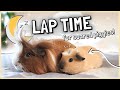 Taming Guinea Pigs: How to Master Lap Time and Cuddles!