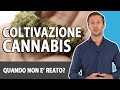 Coltivazione Cannabis: quando non è reato? | avv. Angelo Greco | Questa è la Legge