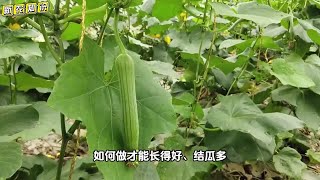 夏季瓜类作物结瓜少、坐不住瓜？根源就在这几点，其他方法都白搭