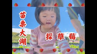 大湖草莓季#苗栗親子景點#採草莓#北部親子#親子