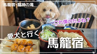 愛犬と行く！食べ歩きお散歩ツアー@馬籠宿＆龍神の滝【犬とおでかけ】【トイプードル】【プーチャンネル】