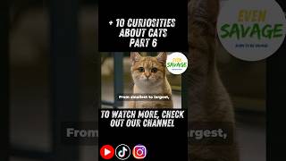 + 10 Curiosities About Cats Part 6  #borntobesavage #evensavage #evensavagestore #cats