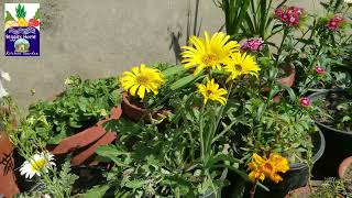 African Daisy flowers varieties and colors in Spring with care tips at Asim Rooftop Garden