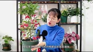 年宵花黄金万两春节后的养护，注意这几点，能延长观果期