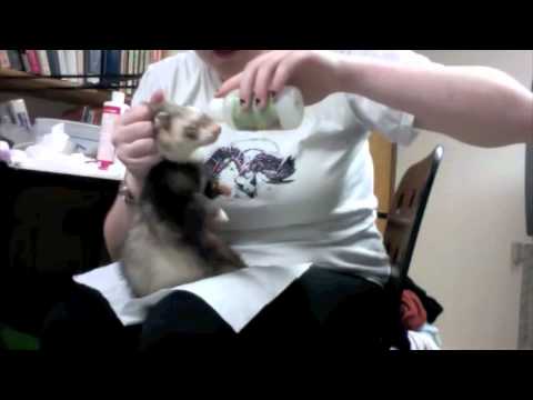 Ferret Ear Mites Ferret Ear Mites