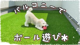 バルコニーで初めてのボール遊び【トイプードル】