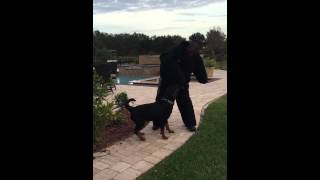 Django Rottweiler Protecting Backyard