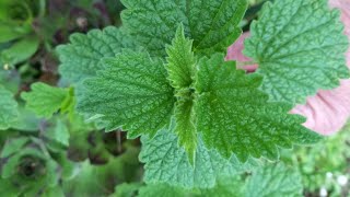 A leghasznosabb gyógynövény a csalán/Urtica dioica