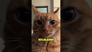 Кот забыл когда в последний раз ел / МЕМ #shorts #kitcat #мем #мемы #прикол #факт