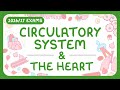 The Circulatory System & The Heart
