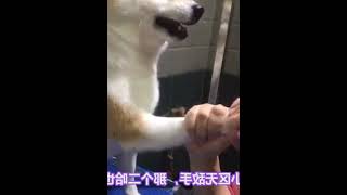 基因最接近狼的，原来是柴犬，这些柴犬冷知识，你知道吗 #002