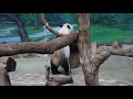 20200925 團團吃飯甭心急 兩打不下就放棄 giant panda tuan tuan