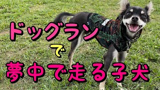 ドッグランで大はしゃぎな子犬！チワワ×ミニピンのミックス犬チワピン