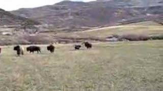 Bison Hunt With 500 S\u0026W Pistol