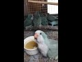 オキナインコブルーオパーリン？　自分アピール