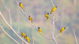 ฝูงนกปรอดทอง นกปรอดหัวดำ Black-headed Bulbul