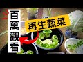 How to regrow【不用種子直接種的菜】詳細介紹菜生菜 | 再生蔬菜 | 再生經驗分享 | 不用種子的蔬菜 | 不用種子的蔬菜 | 超市買來就種 | 以菜種菜 |