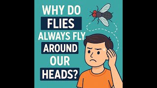 Why Do Flies Always Fly buzzing around your head?