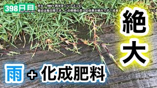 【芝生復活・TM9＋西洋芝】398日目　最近は毎日雨です。この時期の芝への効果が絶大です！成長するのはTM9だけじゃない！