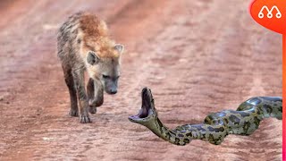 WHEN THE HYENA MEETS A SNAKE