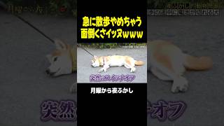 散歩キャンセル界隈の犬さんｗｗｗ #月曜から夜ふかし #マツコ #村上信五