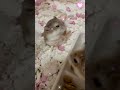 邪魔されてもご飯に夢中なハムスター🐹 ハムスターの赤ちゃん ハムスター ロボロフスキー ハムスターかわいい面白い short hamster