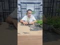 cách trồng rêu xanh Đơn giản trongcay trongreu cachtrongreuxanh reuxanh bonsai cachtrongcay