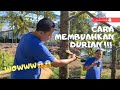 Cara Membuahkan Buah Durian Dengan Cepat