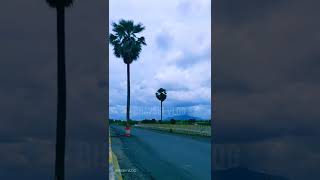 Mokhadka (Palitana) Bridge And Big Tree