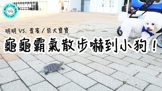 明明🐢霸氣散步小狗傻眼🐶｜When a turtle meets puppies｜【小龜成長日記】