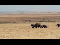 Kenya's Maasai Mara nature reserve: Where an environmental disaster is in the making