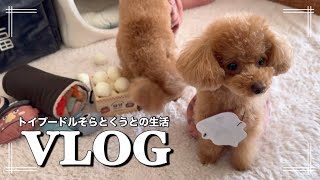 【Vlog】ガルル犬／大型犬／節分／3COINS