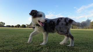 Blue merle tri border collie 4 month with miniature schnauzer