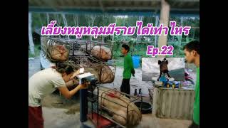 เลี้ยงหมูหลุมมีรายได้เท่าไหรEp.22