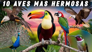 INCREIBLE!! Las 10 Aves Mas Bellas del MUNDO | ¡NO podras CREERLO! 😱🤯