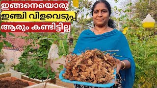 ഇഞ്ചികൃഷി അടുക്കള തോട്ടത്തിൽ | Ginger farming on terrace in container or pot | Malayalam