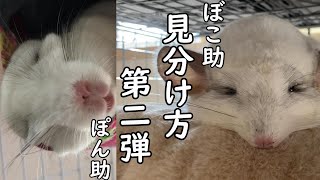 【チンチラ】ぼこ助・ぽん助の見分け方第二弾　chinchilla