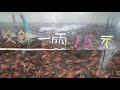 小朱文錦【水族常見活餌】