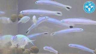 【チャーム】海水魚 オグロクロユリハゼ Ptereleotris heteroptera クロユリハゼ charm動画