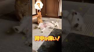 背中痒い犬とそれに引く猫