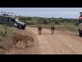 male lions fighting over lioness video