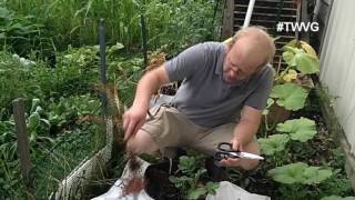 Fall Turnip Planting \u0026 Using What Space You Have - The Wisconsin Vegetable Gardener