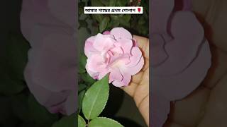 আমার গাছের প্রথম গোলাপ 🌹#shortvideo #shorts #short #shortsfeed #foryou #rose #1st #song #musicvideo