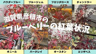 【ブルーベリー栽培】ブルーベリーの紅葉状況