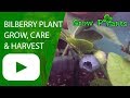 Bilberry plant - growing and care