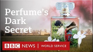 Child labour behind global brands' best-selling perfumes - BBC World Service Doc